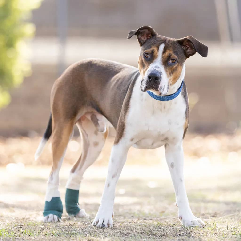 Buddy - Staffordshire Bull Terrier available for adoption at Animal Welfare League Queensland in Ipswich