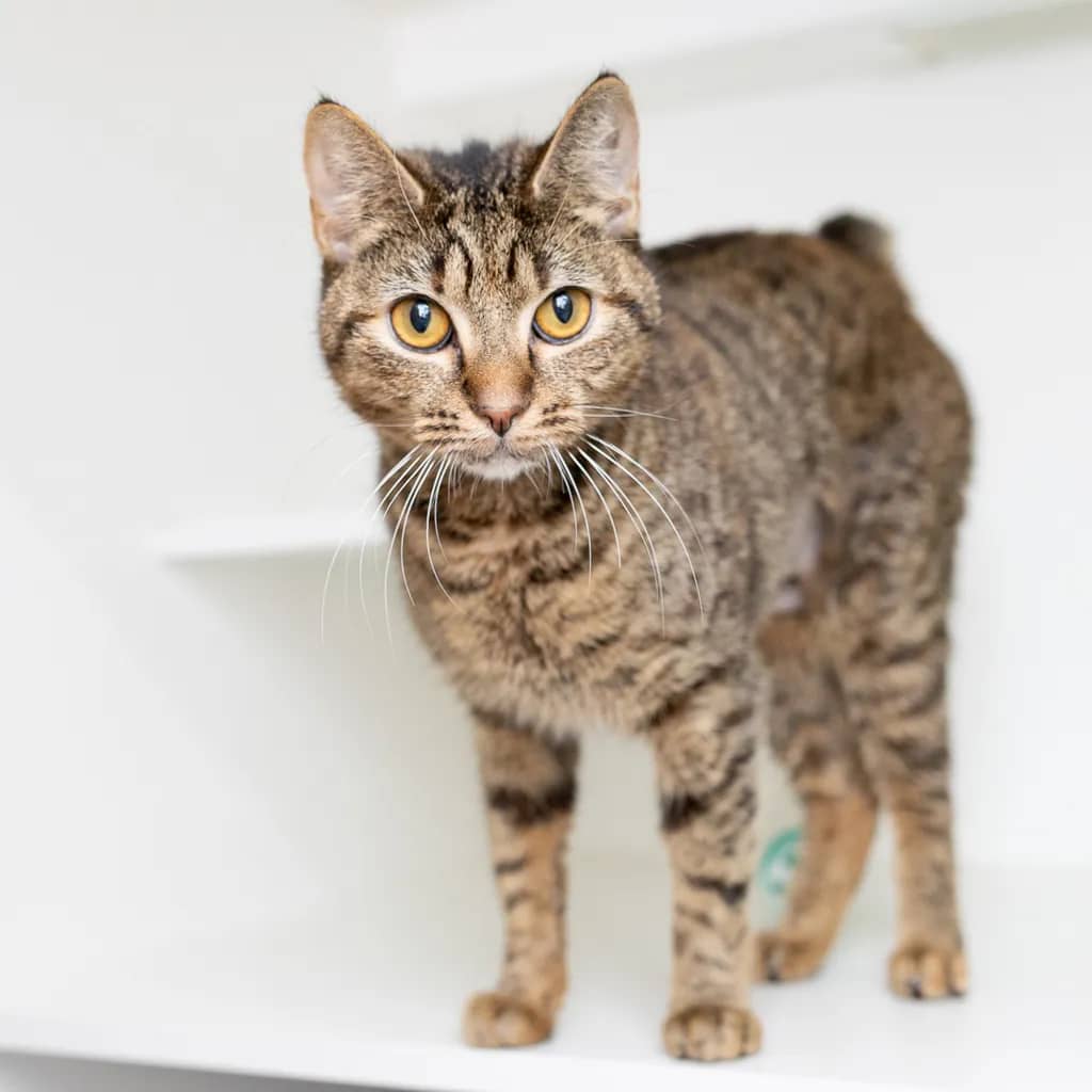Betty - Domestic Short Hair cat available for adoption at Animal Welfare League Queensland in Ipswich