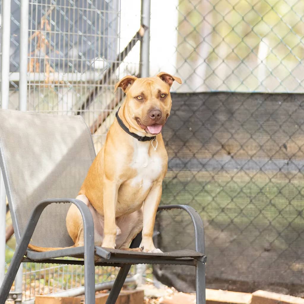 Theodore - American Staffy available for adoption at Animal Welfare League Queensland in Brisbane