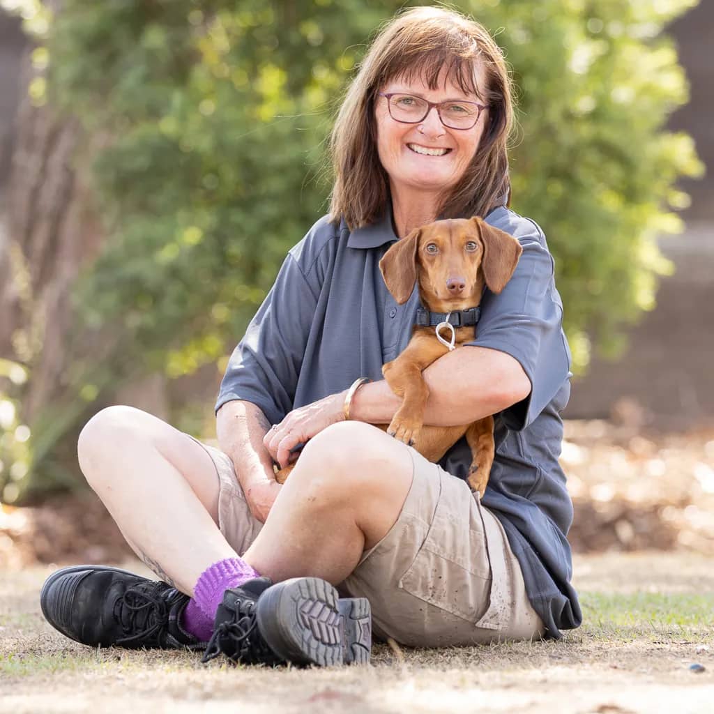 Milo - Dachshund available for adoption at Animal Welfare League Queensland in Gold Coast