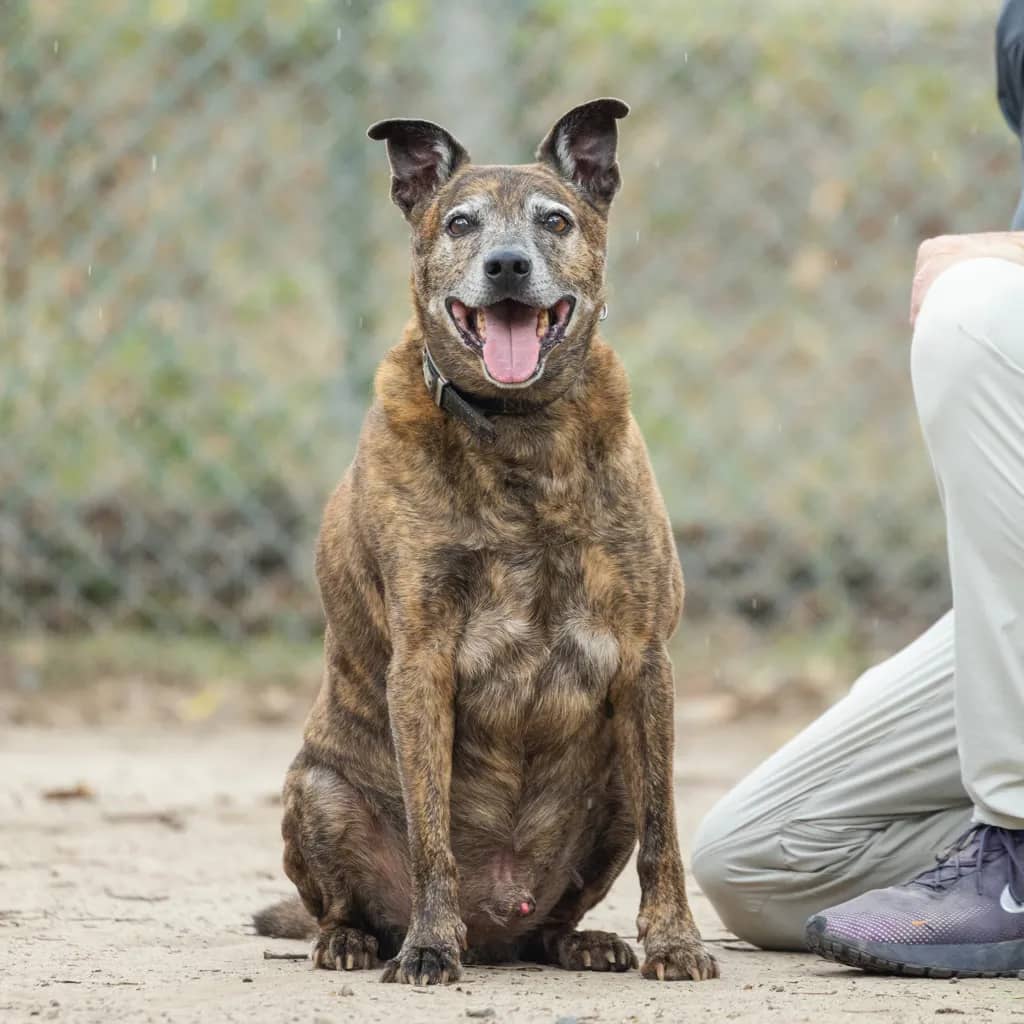 Max - Staffordshire Bull Terrier available for adoption at Animal Welfare League Queensland in Gold Coast