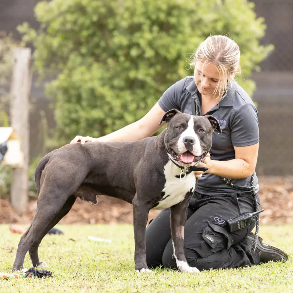 Bandit - American Staffy available for adoption at Animal Welfare League Queensland in Ipswich