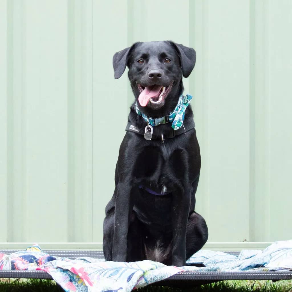 Millie - Labrador Retriever / Australian Kelpie available for adoption at Animal Welfare League Queensland in Brisbane