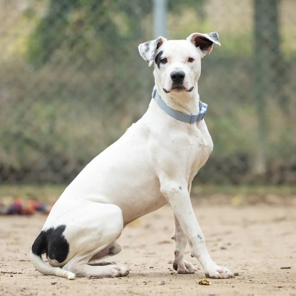 Dimitri - Bull Arab available for adoption at Animal Welfare League Queensland in Gold Coast
