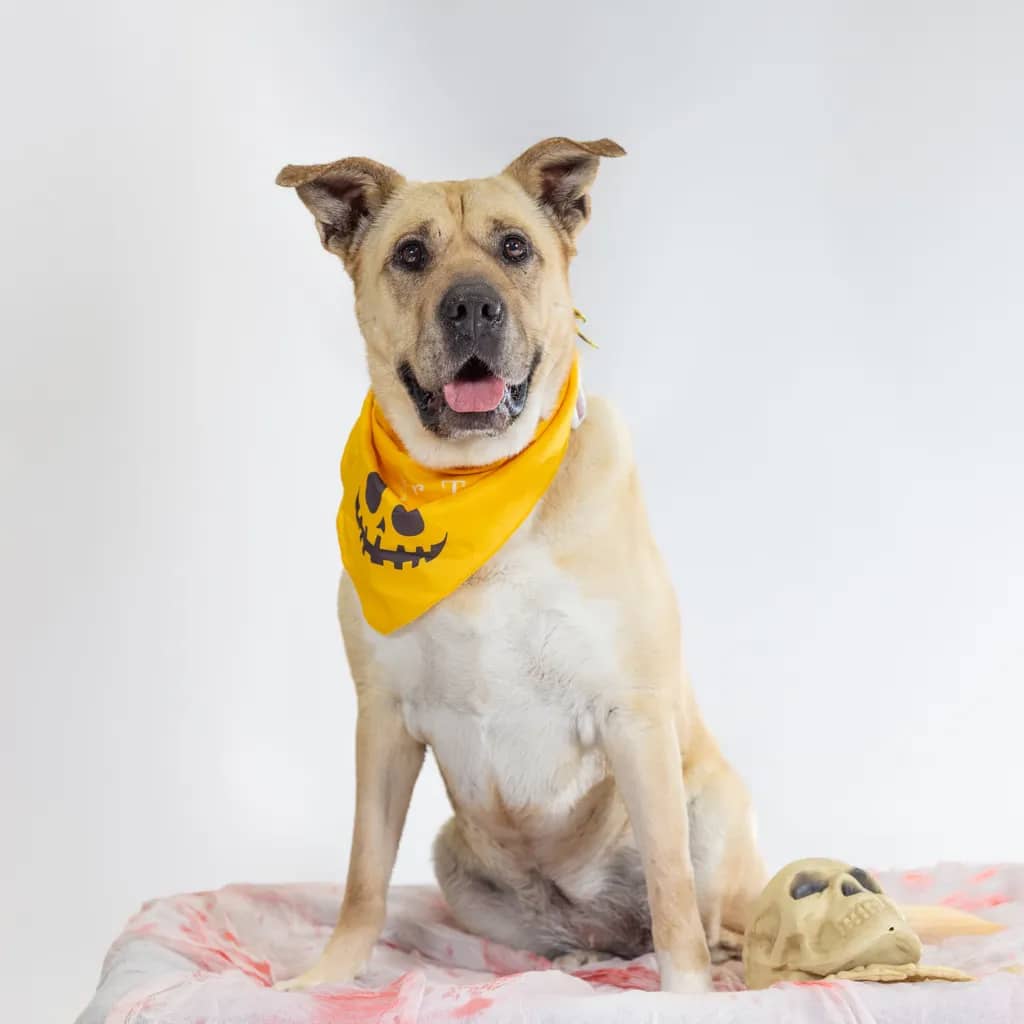 Shadow - Shar Pei / Mastiff available for adoption at Animal Welfare League Queensland in Gold Coast