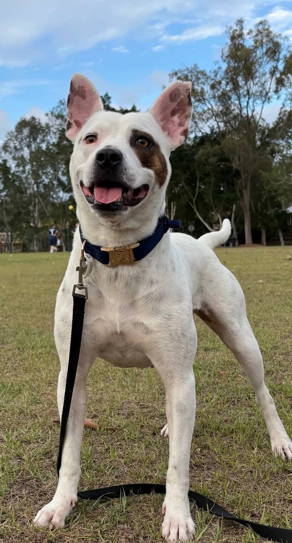 Smokey - Staffordshire Bull Terrier available for adoption at Animal Welfare League Queensland in Gold Coast