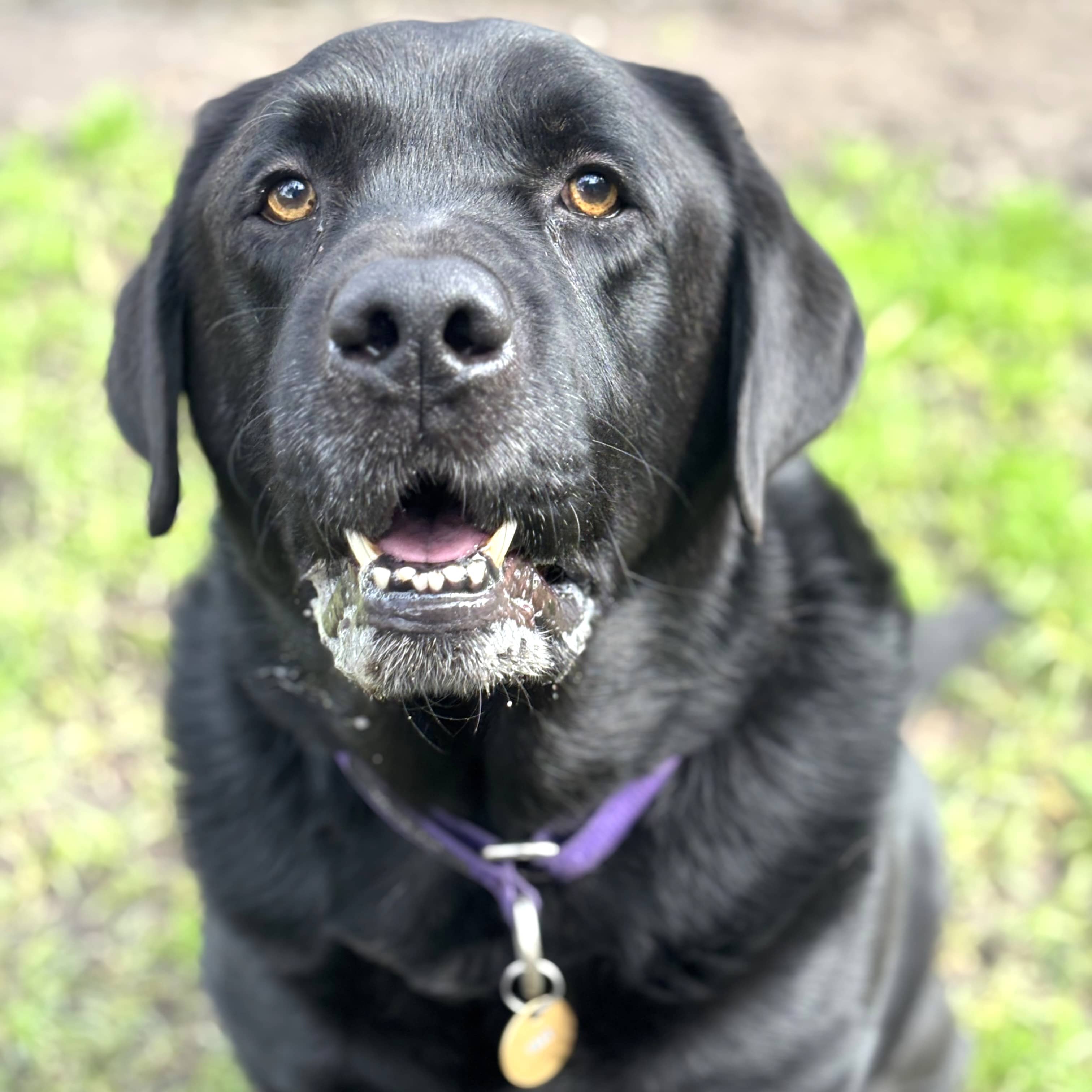 Scooby - Labrador Cross available for adoption at Blue Cross Animals Society of Victoria in Melbourne