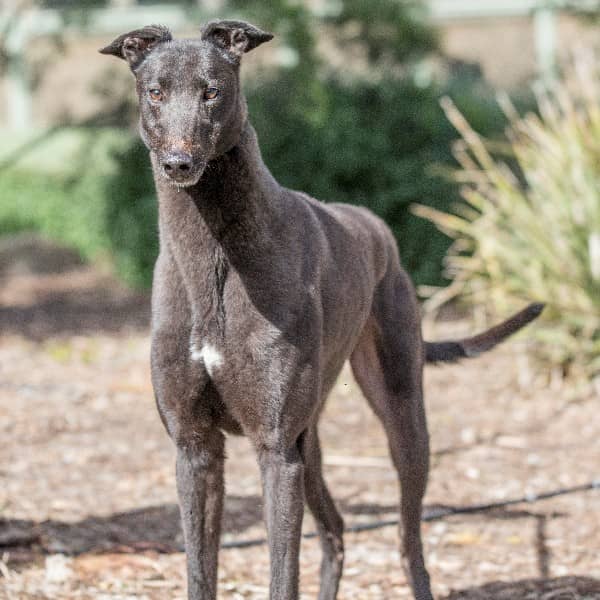 Crippa - Mixed Breed available for adoption at Blue Cross Animals Society of Victoria in Melbourne