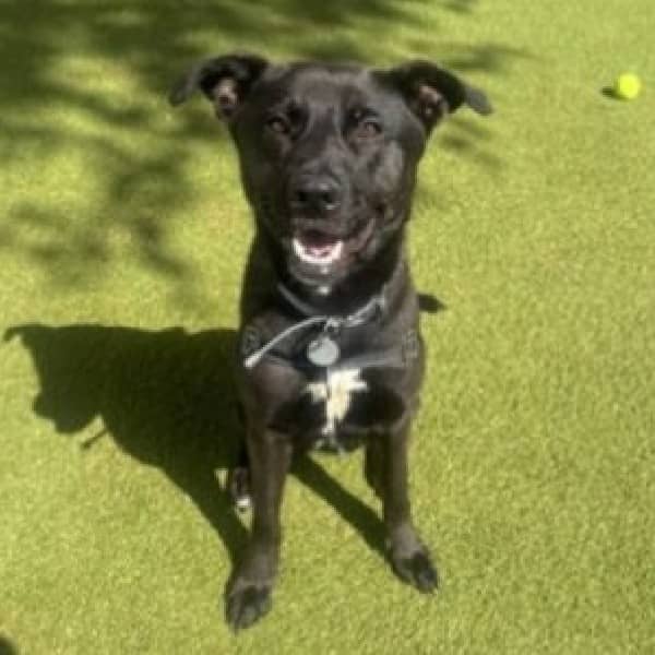 Veda - Staffy x German Shepherd Cross available for adoption at Blue Cross Animals Society of Victoria in Melbourne