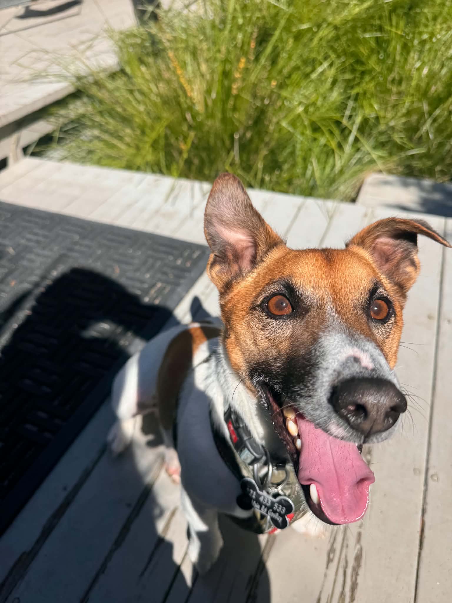 Percy - Jack Russel available for adoption at Dogwatch Sanctuary Trust in Nelson