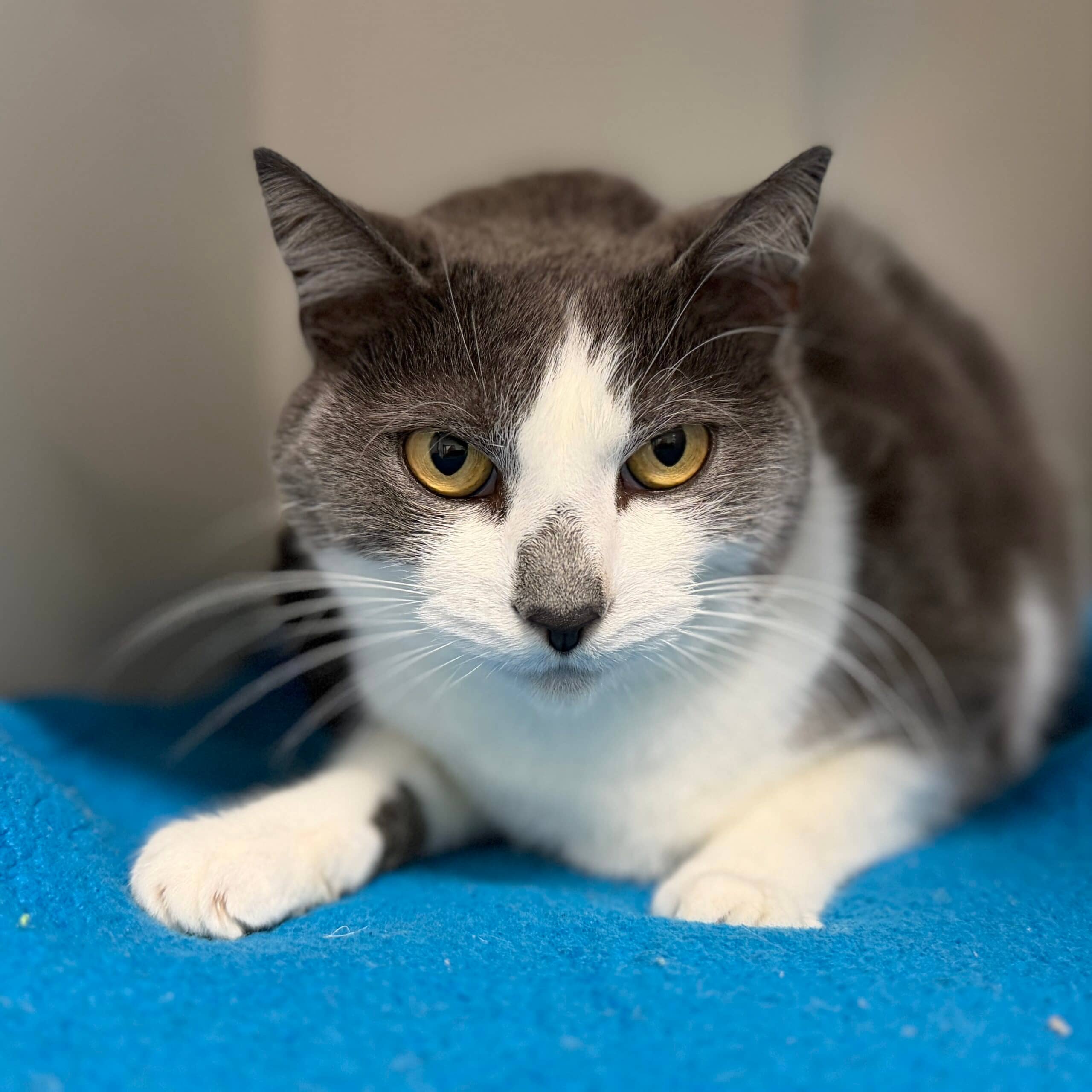 Avery - Domestic Shorthair cat available for adoption at Lort Smith in Melbourne
