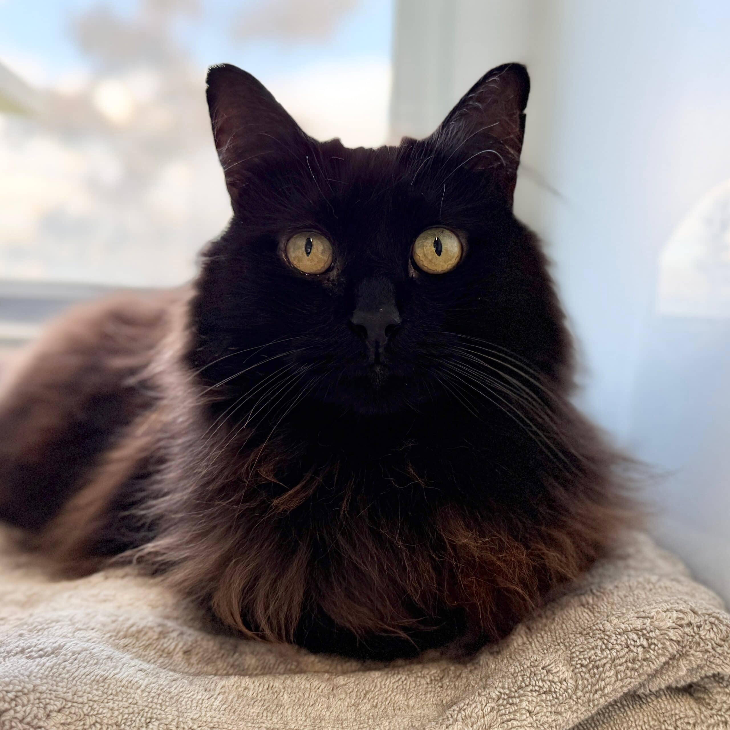 Frank - Domestic Shorthair cat available for adoption at Lort Smith in Melbourne
