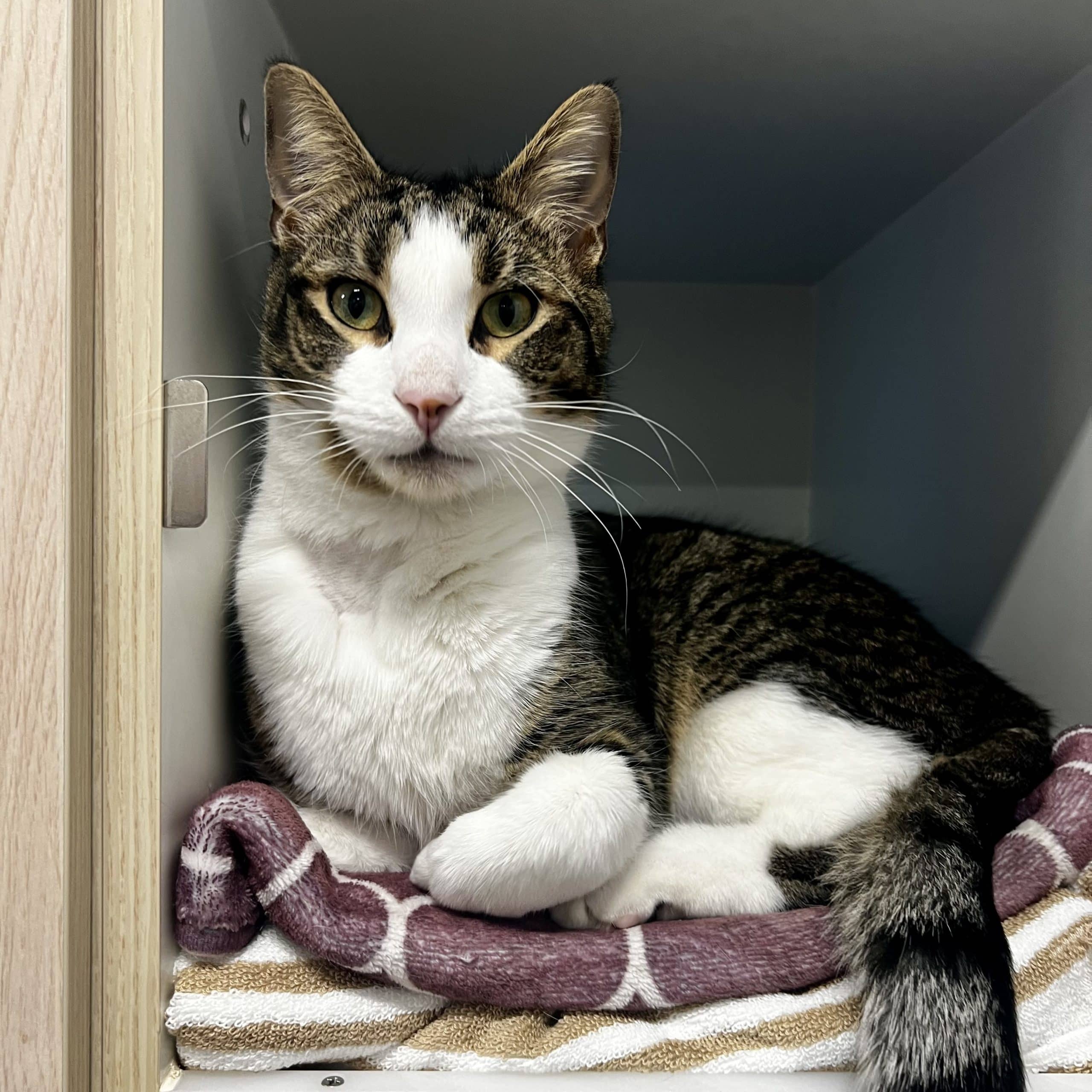 Pepsi - Domestic Shorthair cat available for adoption at Lort Smith in Melbourne