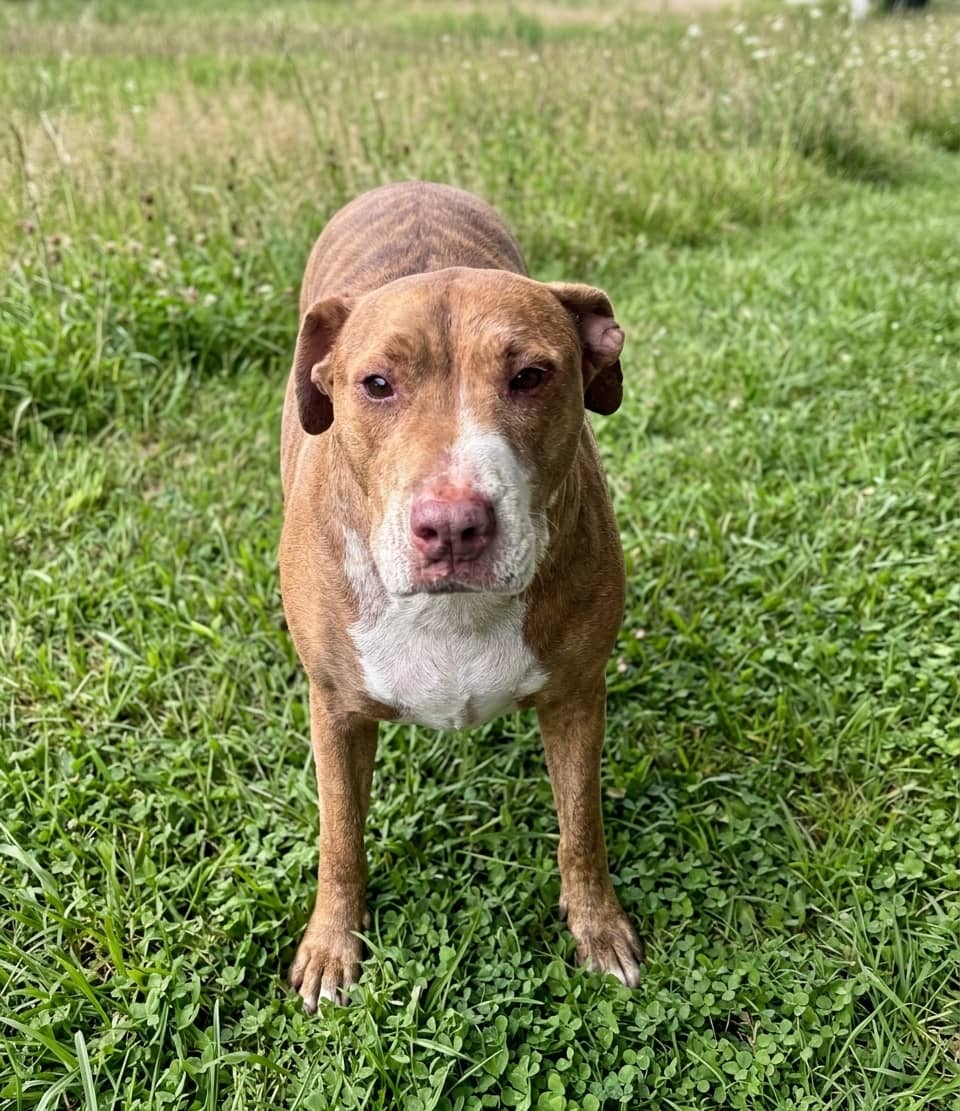Roxy - Bull Arab Cross available for adoption at Lucky Paws Dog Rescue in Brisbane