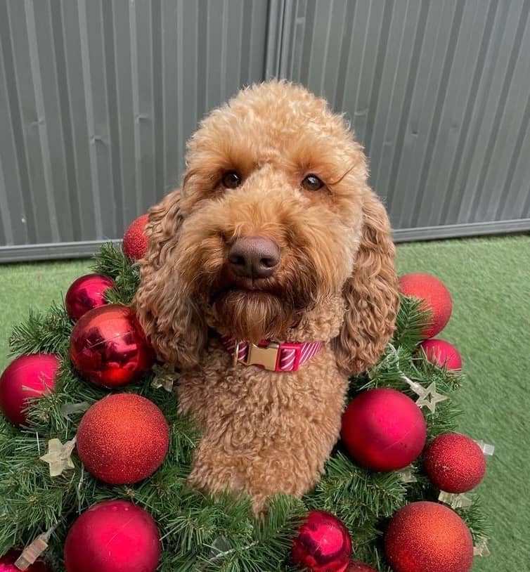 Murphy - Labradoodle available for adoption at Lucky Paws Dog Rescue in Brisbane