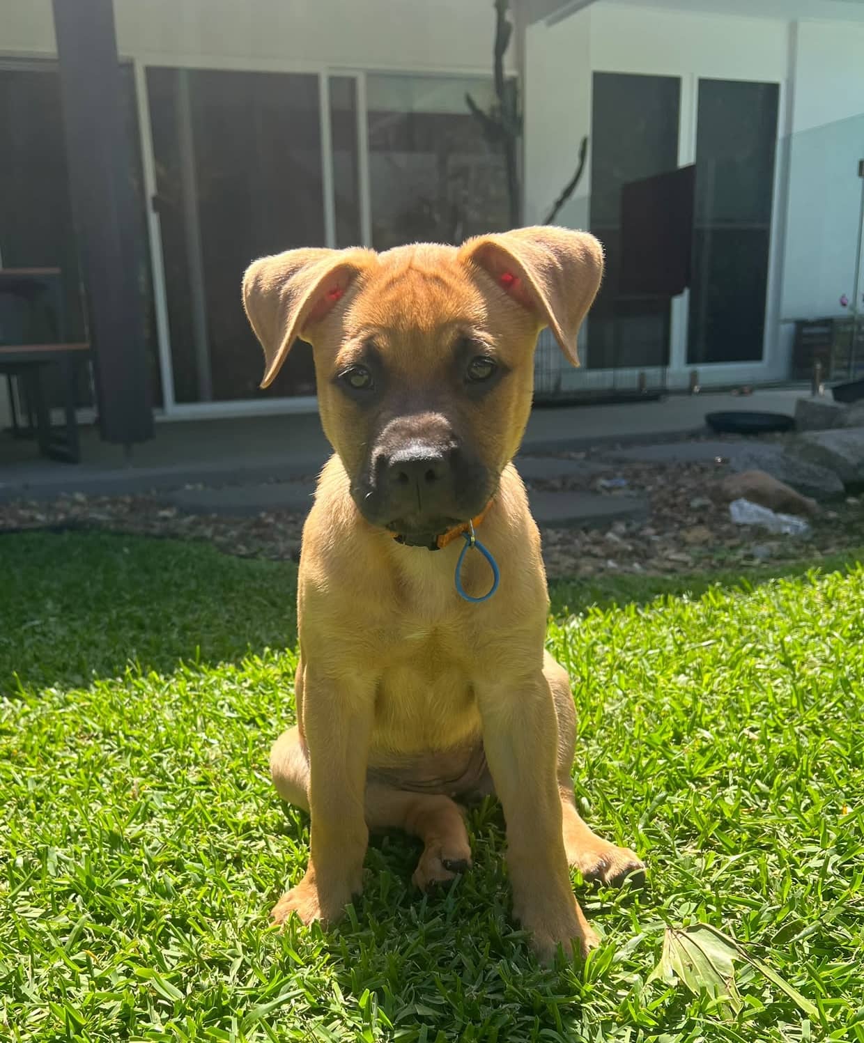 Ophelia - Staffordshire Bull Terrier Cross available for adoption at Lucky Paws Dog Rescue in Brisbane