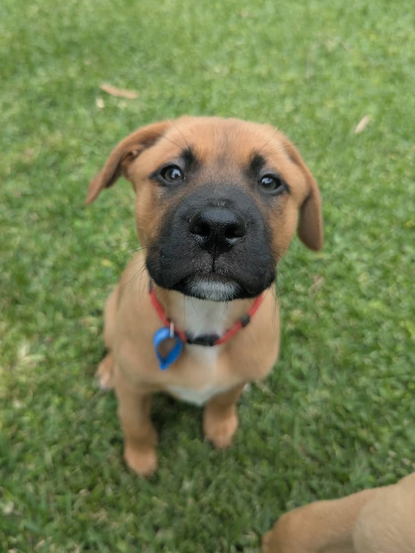 Opal - Staffordshire Bull Terrier Cross available for adoption at Lucky Paws Dog Rescue in Brisbane