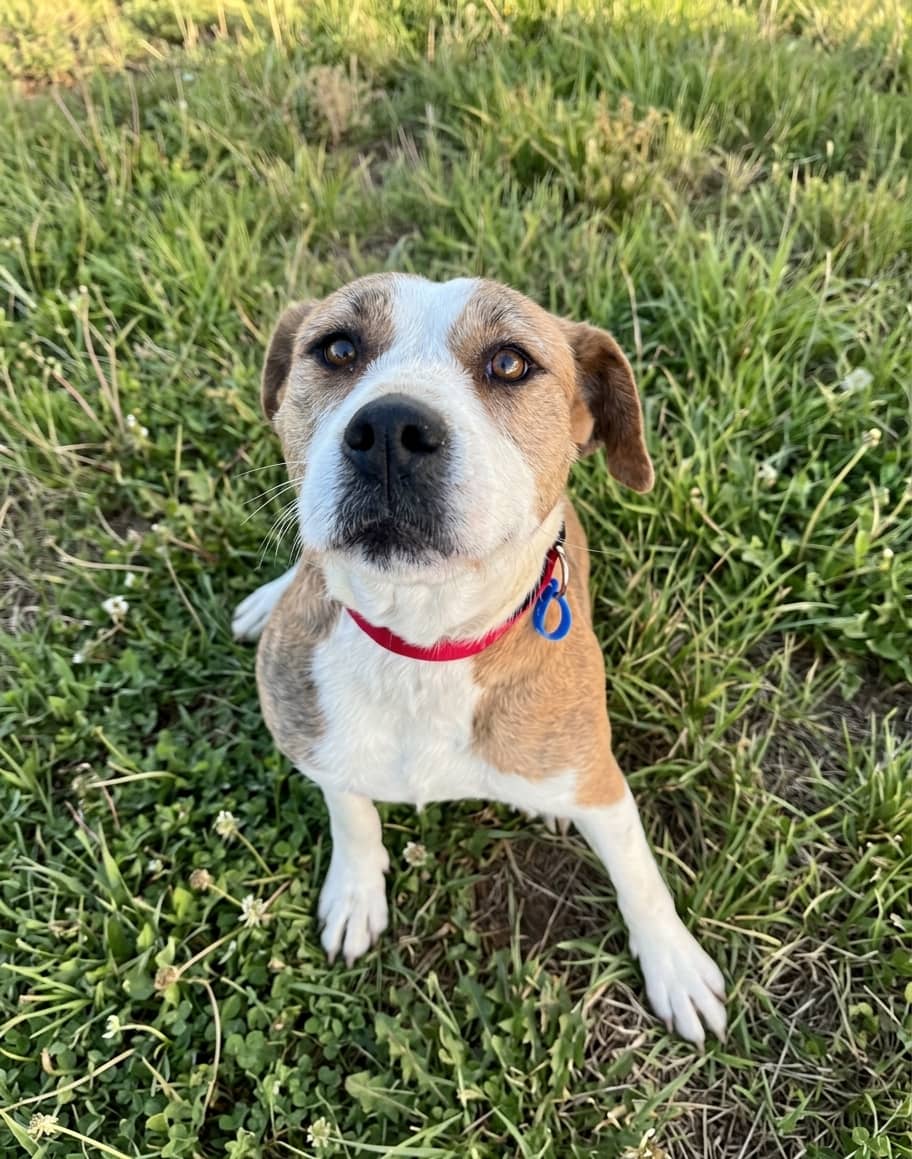 Missy - Irish Wolfhound Cross available for adoption at Lucky Paws Dog Rescue in Brisbane
