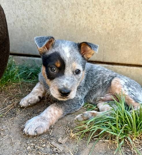 Hunter - Australian Cattle Dog Cross available for adoption at Lucky Paws Dog Rescue in Brisbane