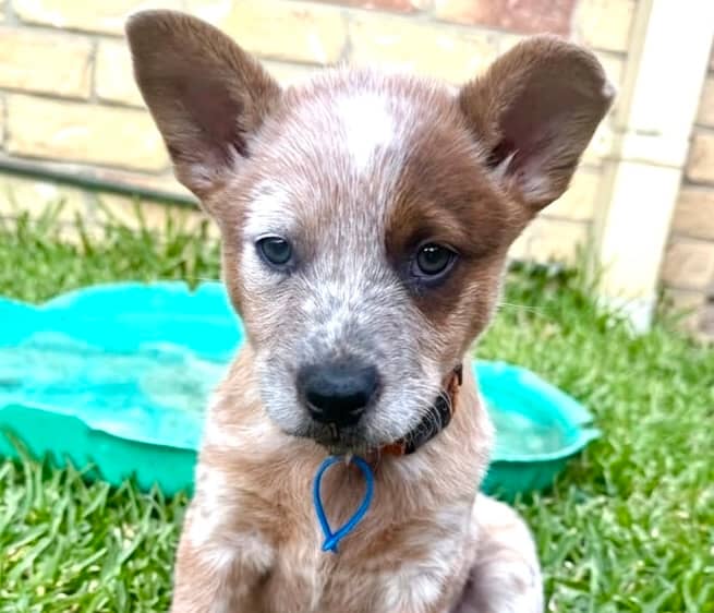Honey - Australian Cattle Dog Cross available for adoption at Lucky Paws Dog Rescue in Brisbane