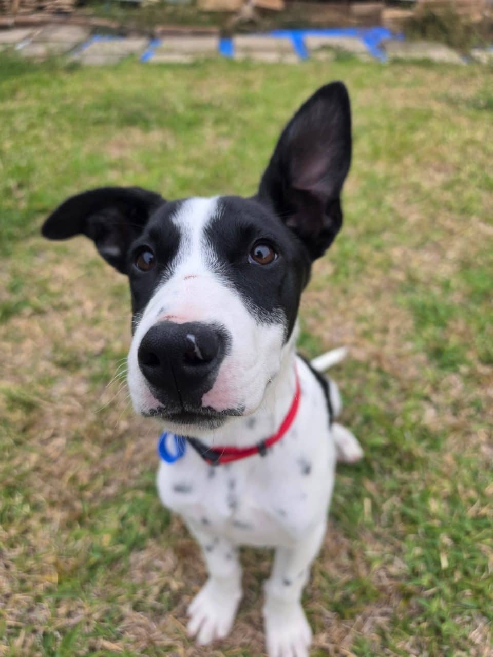 Blitz - Border Collie Cross available for adoption at Lucky Paws Dog Rescue in Brisbane