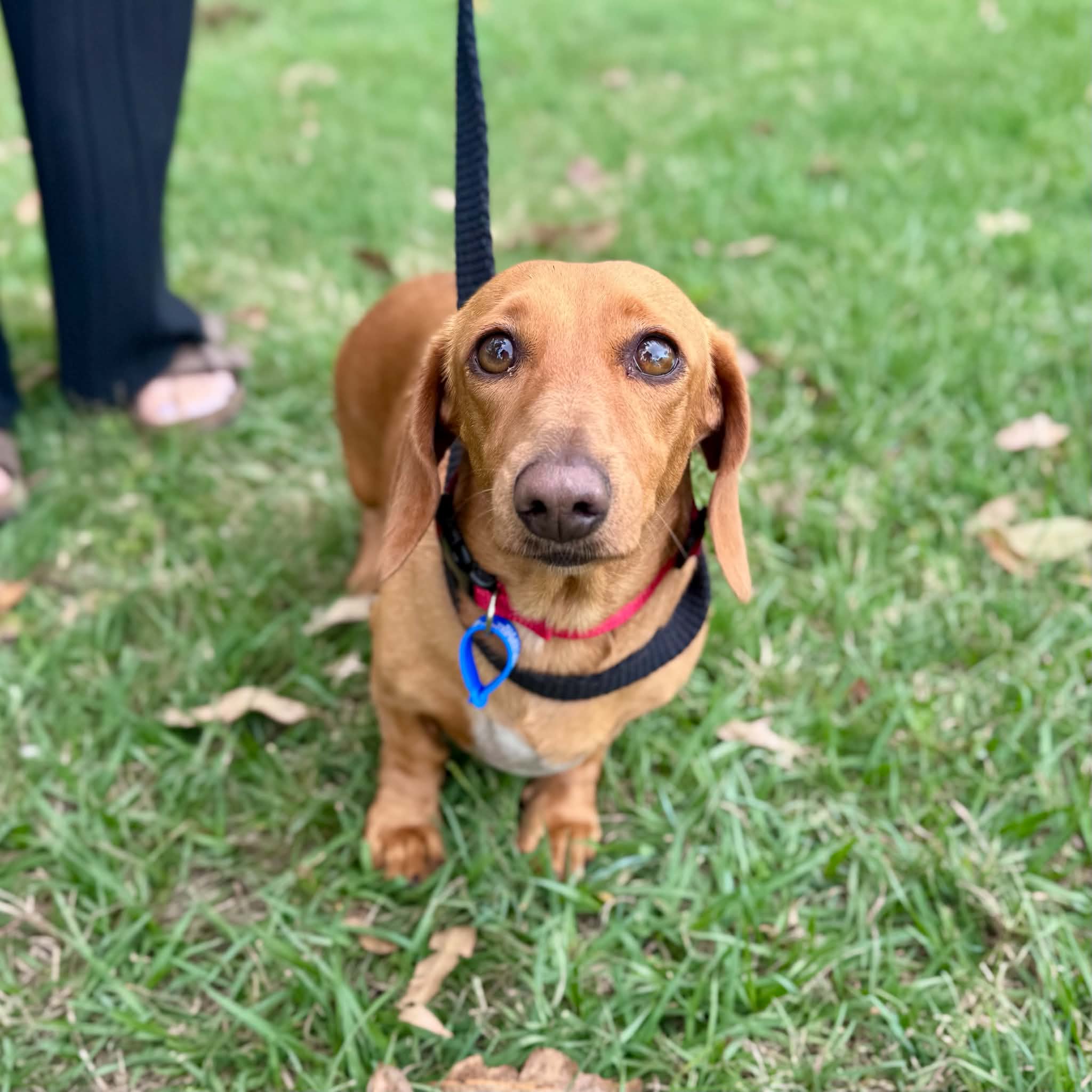Poppy - Miniature Dachshund available for adoption at Lucky Paws Dog Rescue in Brisbane