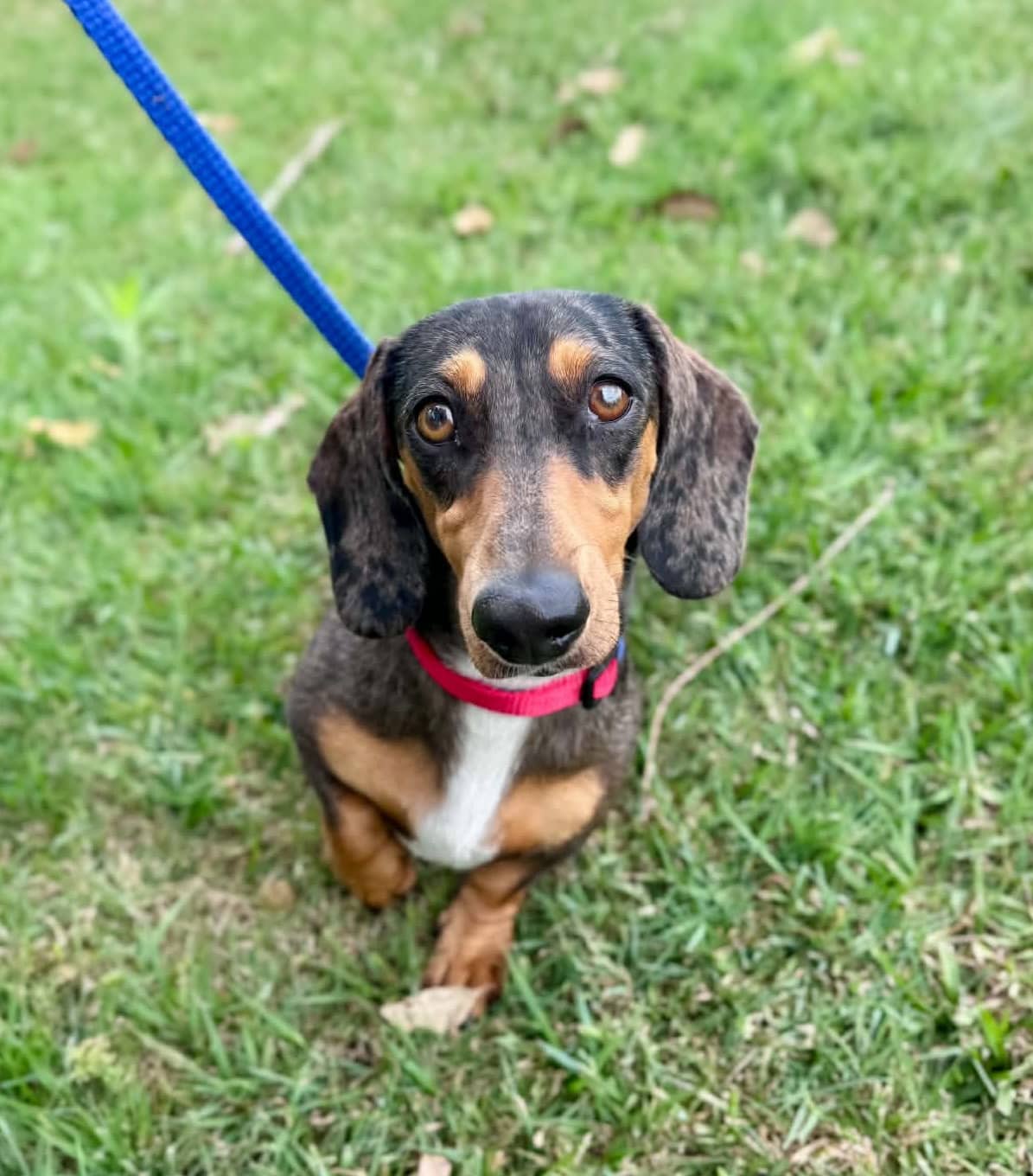Lola - Miniature Dachshund available for adoption at Lucky Paws Dog Rescue in Brisbane