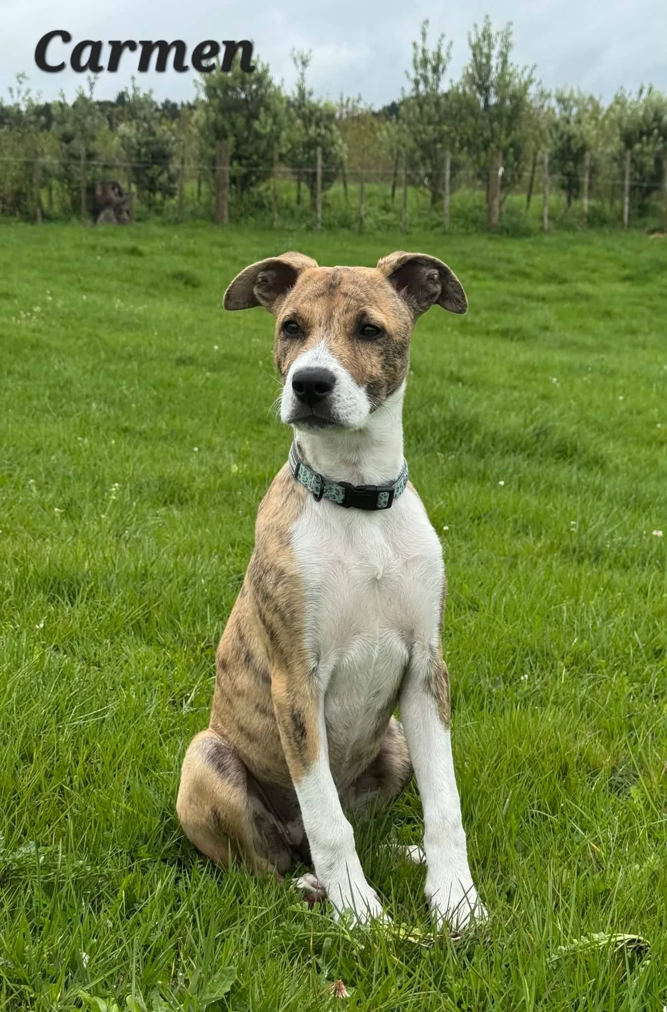 Carmen - Mixed Breed available for adoption at Saving Hope Foundation in Auckland