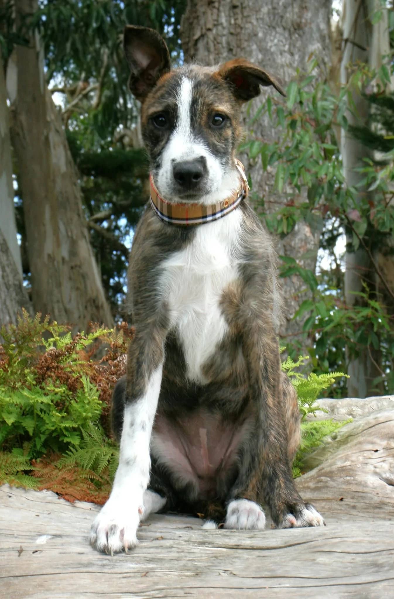 Crystal - Mixed Breed available for adoption at Saving Hope Foundation in Auckland