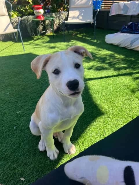 Enzo - Mixed Breed available for adoption at Saving Hope Foundation in Auckland