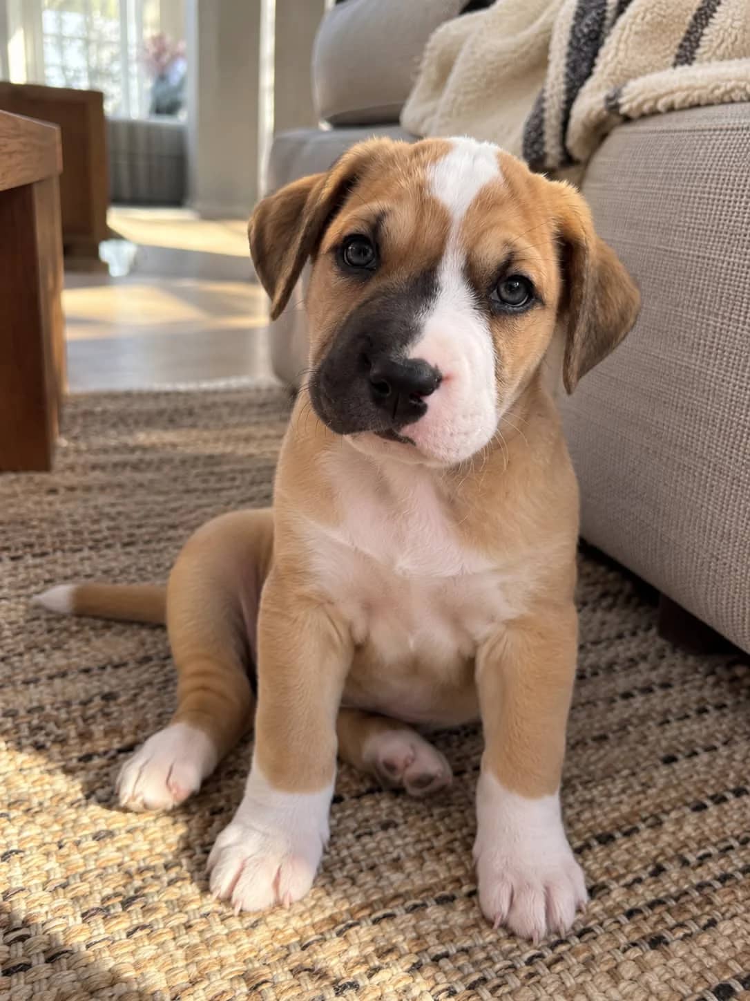 Glinda - Mixed Breed available for adoption at Saving Hope Foundation in Auckland