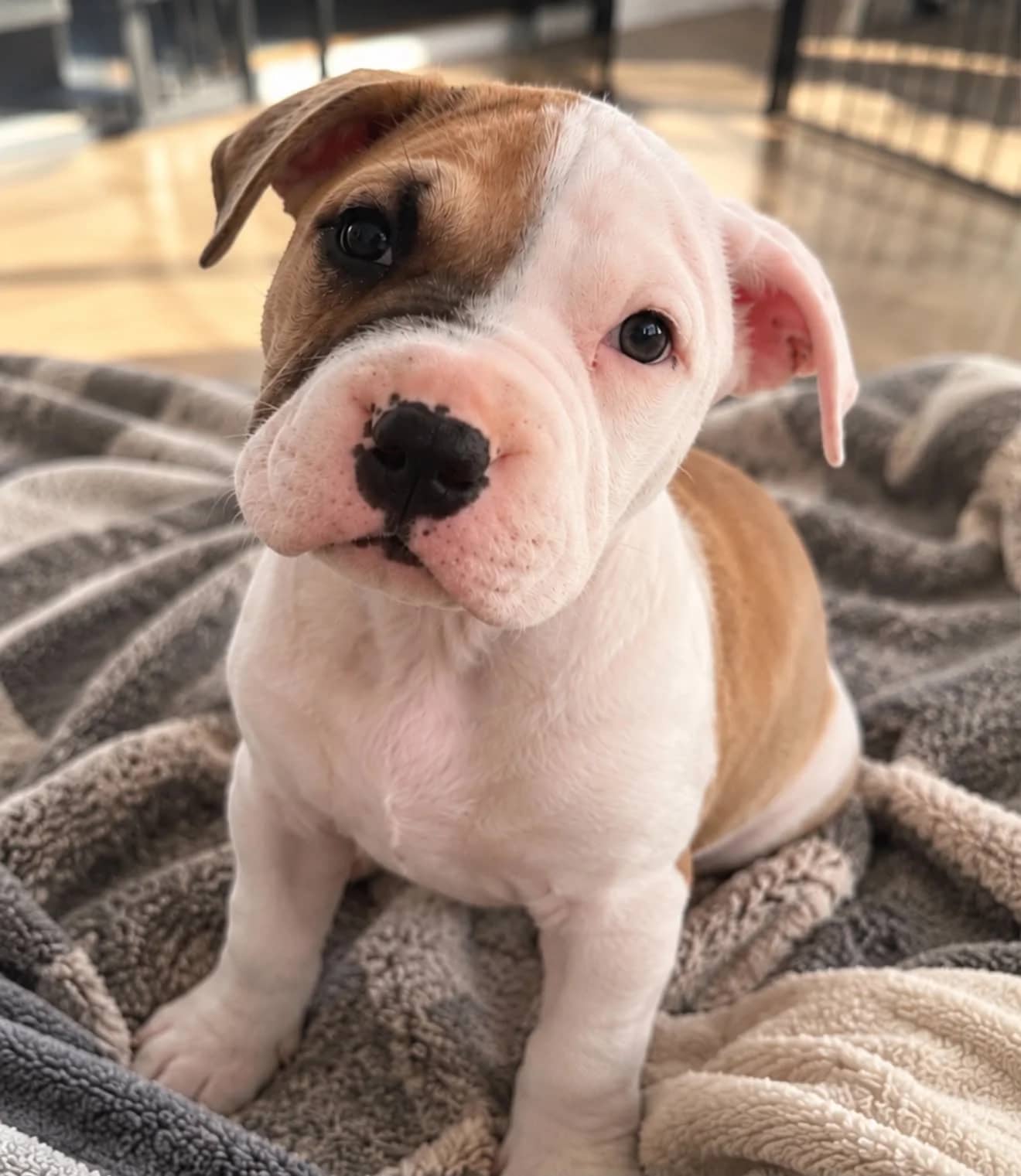Goosey - Mixed Breed available for adoption at Saving Hope Foundation in Auckland