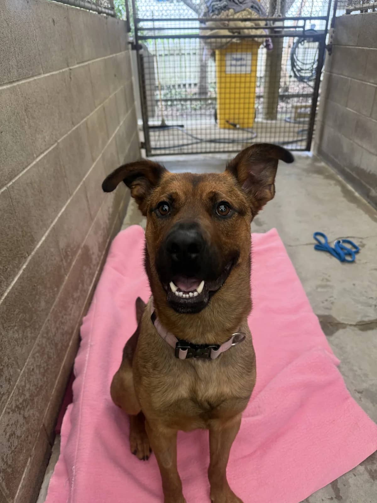 Sully - Mixed Breed available for adoption at SPCA New Zealand in Auckland