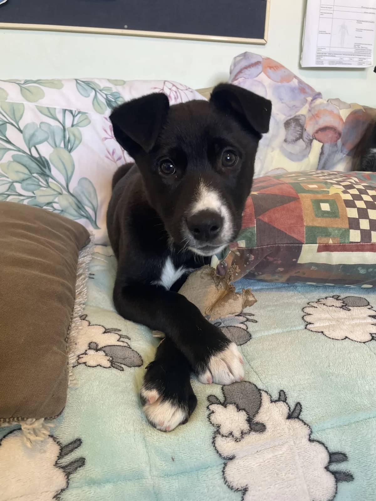 Augustus - Mixed Breed available for adoption at SPCA New Zealand in Whakatāne