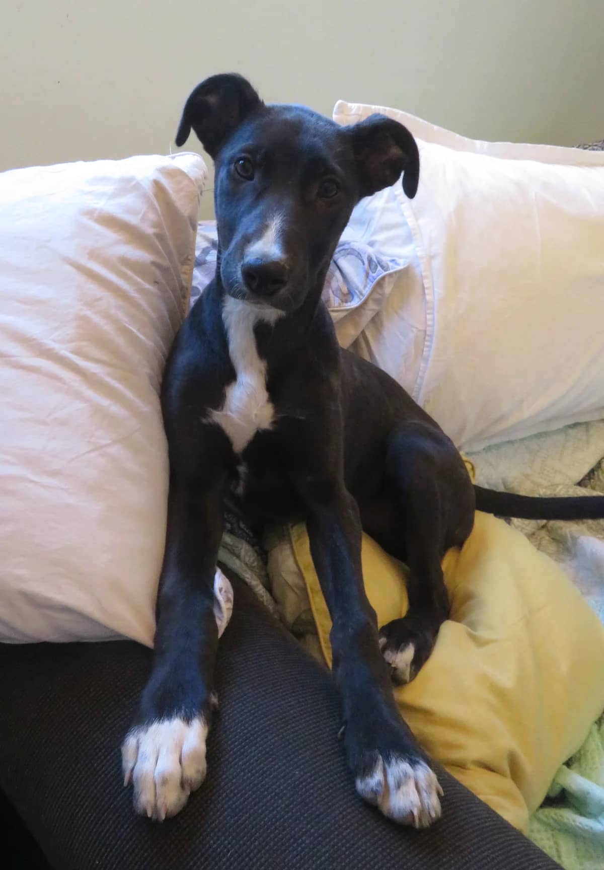 Violet - Mixed Breed available for adoption at SPCA New Zealand in Whakatāne