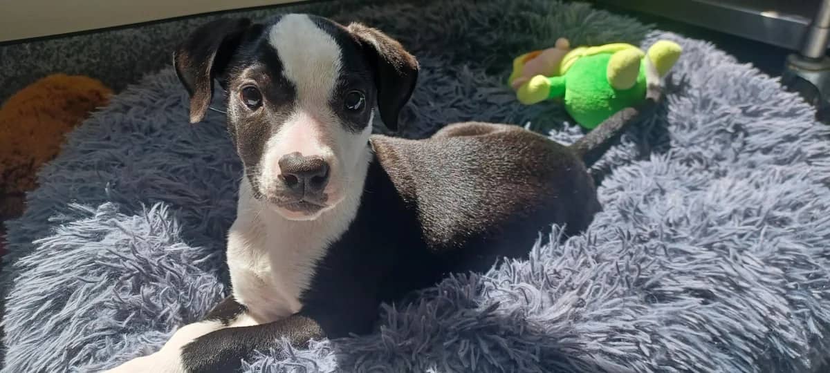 Kathy - Collie Cross available for adoption at SPCA New Zealand in Tauranga