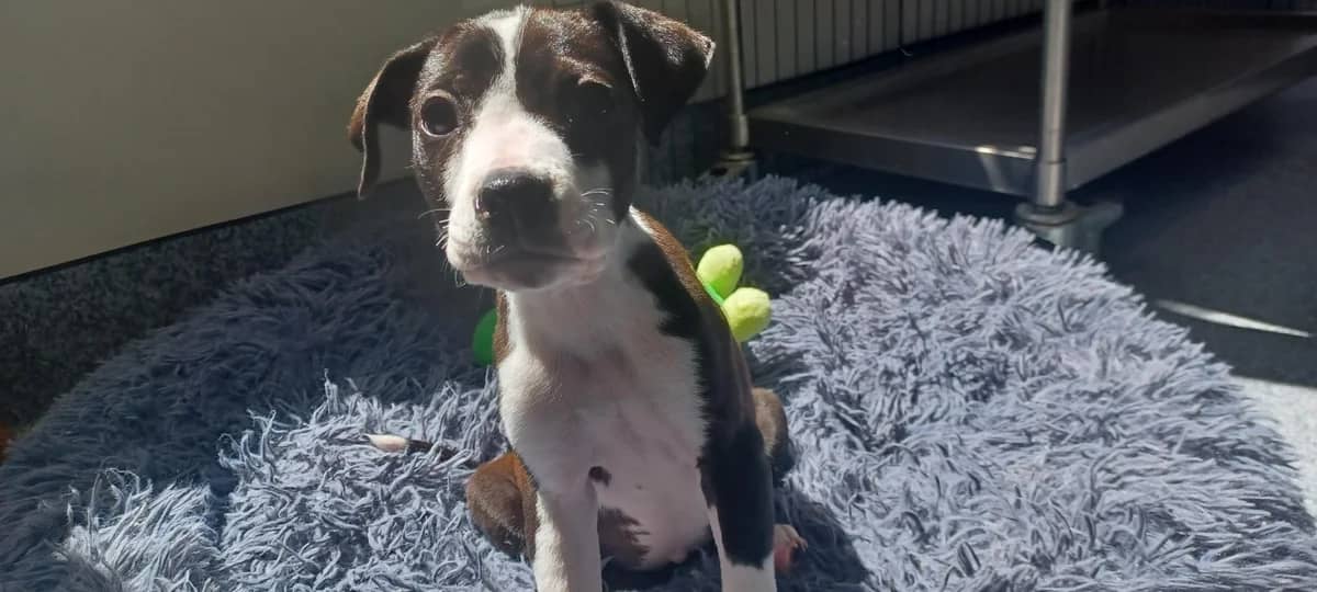 Jess - Collie Cross available for adoption at SPCA New Zealand in Tauranga