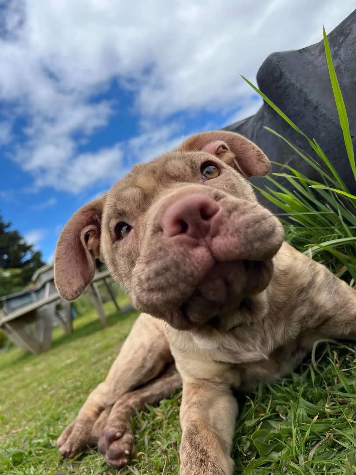 Athena - Mixed Breed available for adoption at SPCA New Zealand in Hamilton
