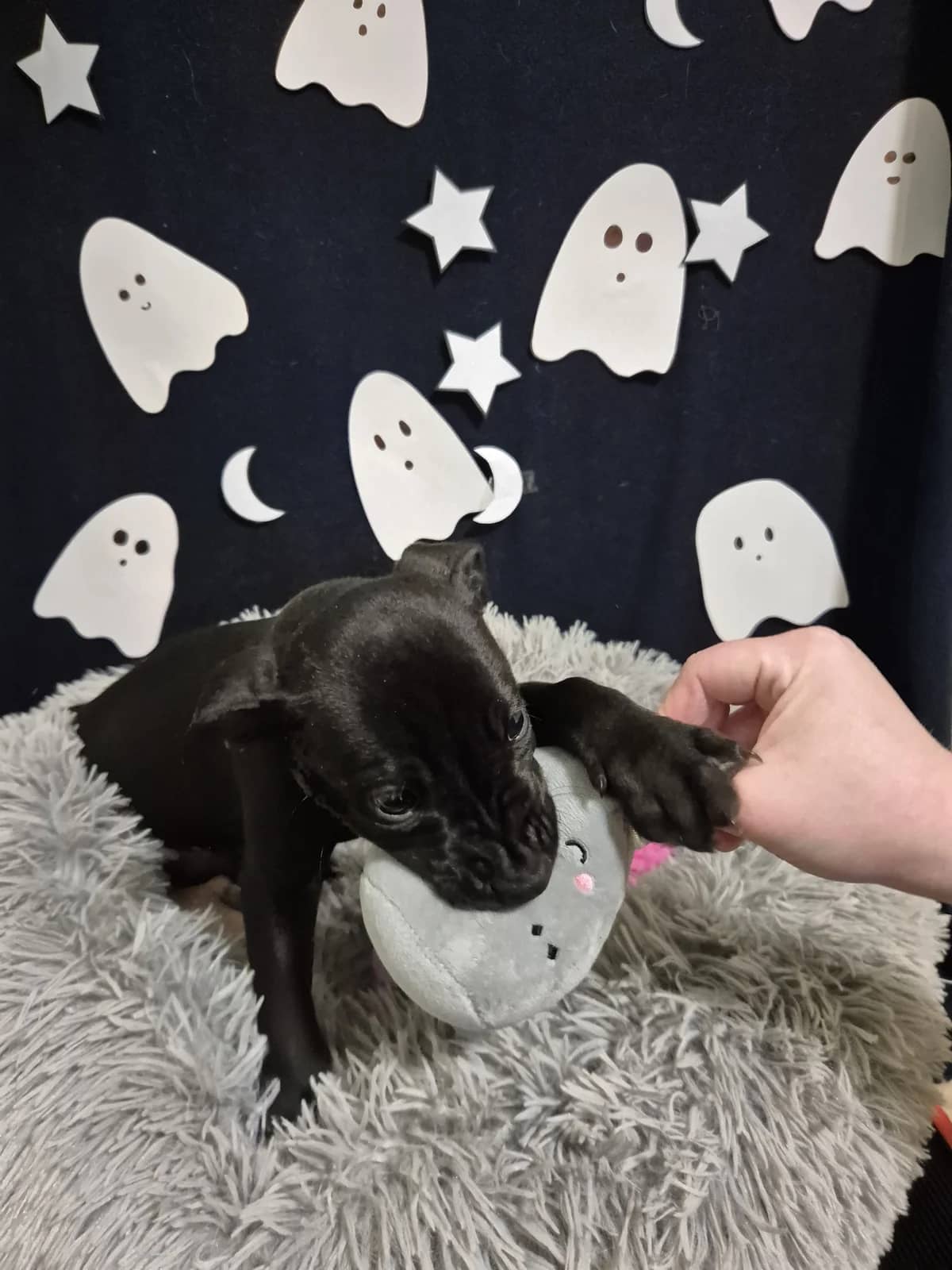 Crow - Mixed Breed available for adoption at SPCA New Zealand in Palmerston North