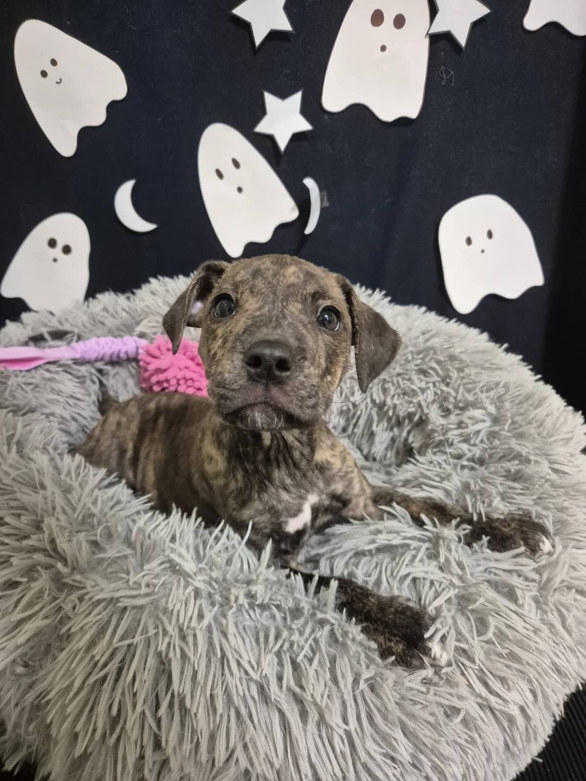 Burton - Mixed Breed available for adoption at SPCA New Zealand in Palmerston North
