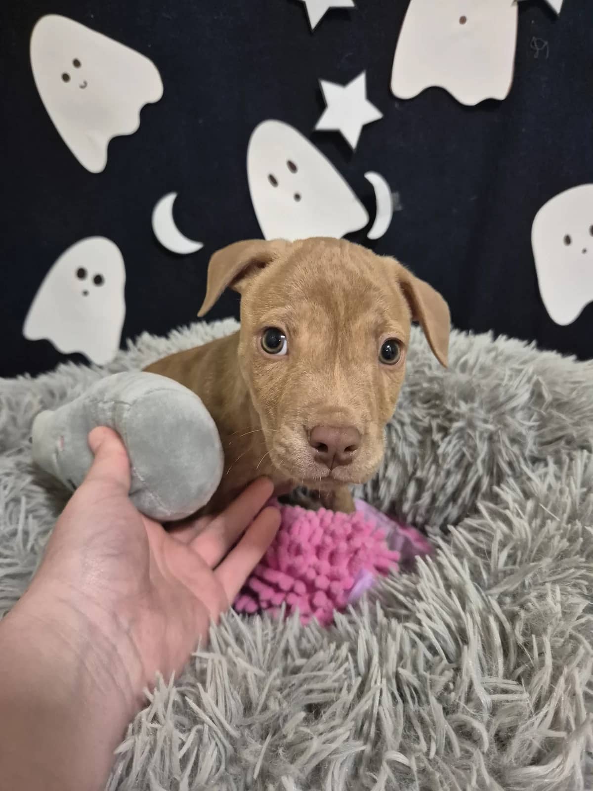 Trick - Mixed Breed available for adoption at SPCA New Zealand in Palmerston North