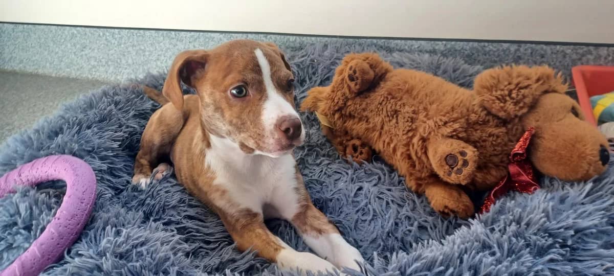 Ferb - Mixed Breed available for adoption at SPCA New Zealand in Tauranga