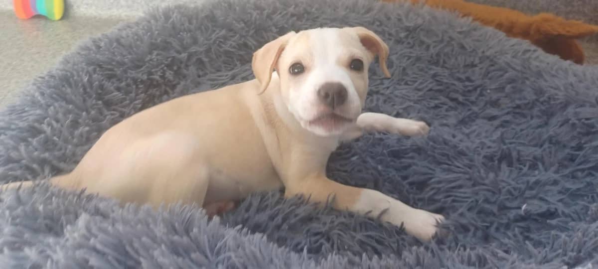Phineas - Mixed Breed available for adoption at SPCA New Zealand in Tauranga