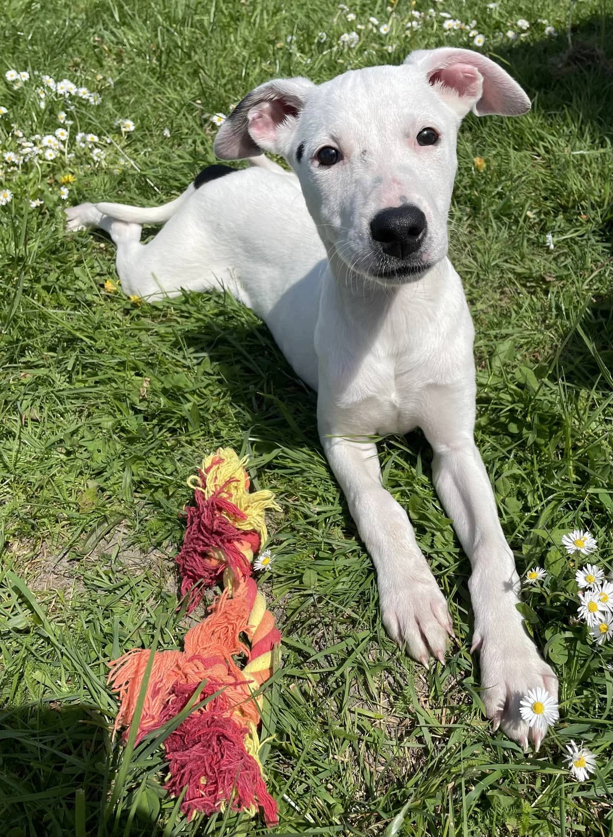 Feebee - Mixed Breed available for adoption at SPCA New Zealand in Masterton