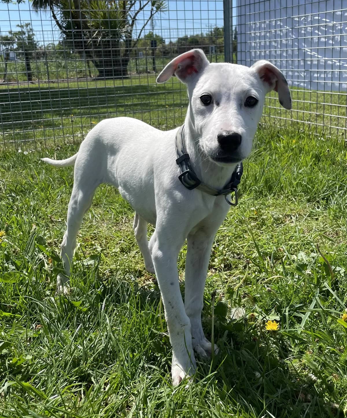 Florence - Mixed Breed available for adoption at SPCA New Zealand in Masterton
