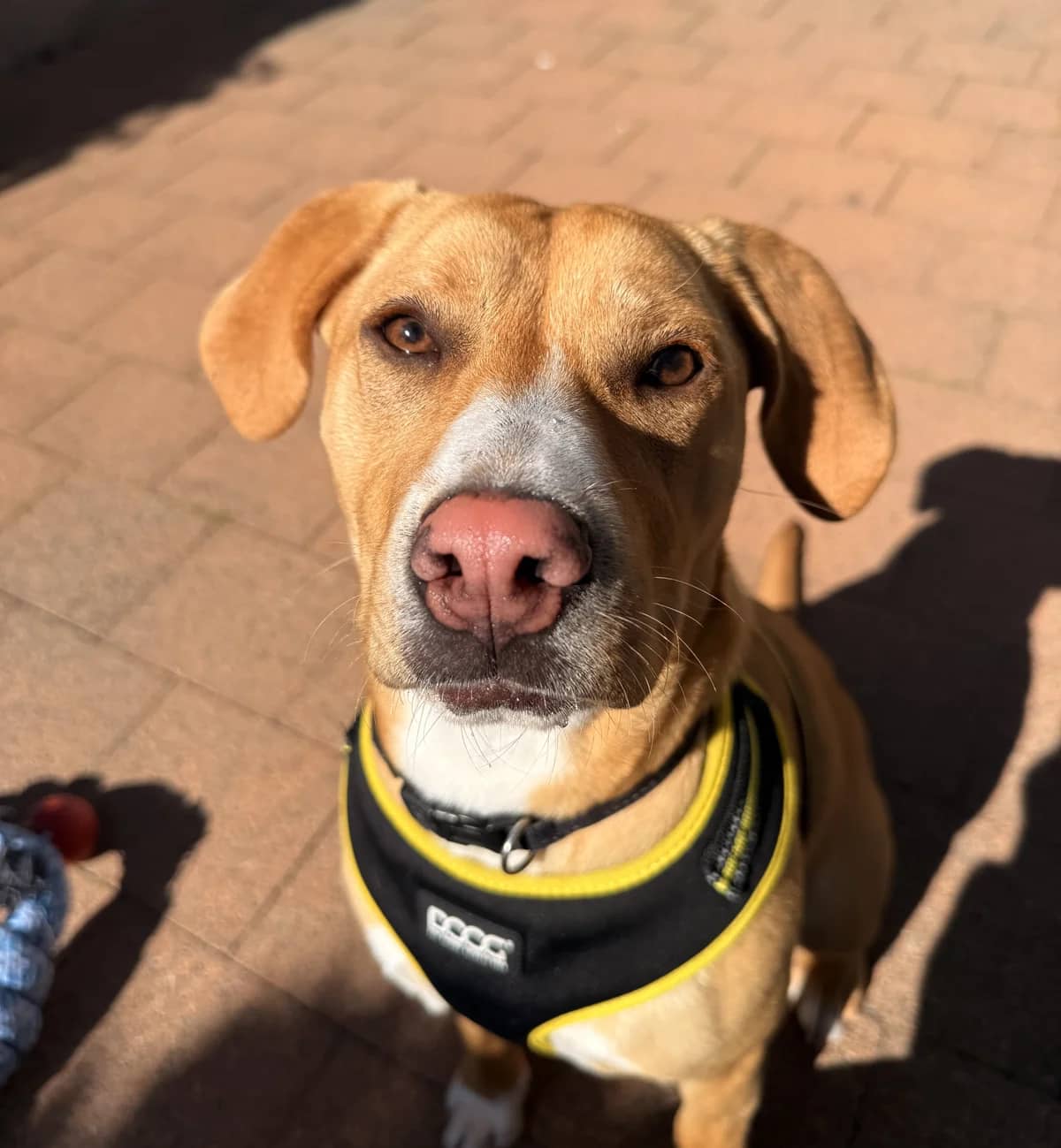 Honey - Mixed Breed available for adoption at SPCA New Zealand in Auckland