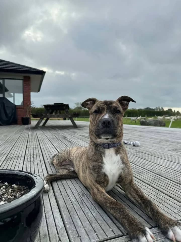 Koba - Mixed Breed available for adoption at SPCA New Zealand in New Plymouth