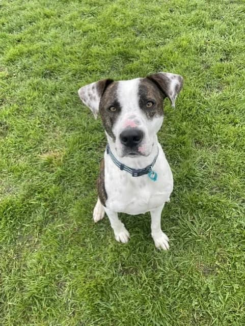 Echo - Mixed Breed available for adoption at SPCA New Zealand in Timaru