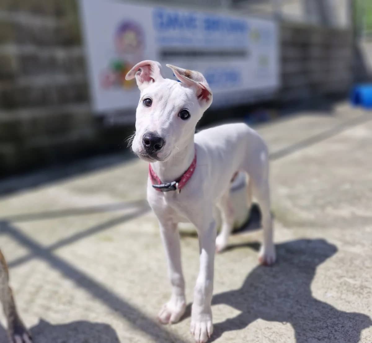 Mo - Mixed Breed available for adoption at SPCA New Zealand in Wellington