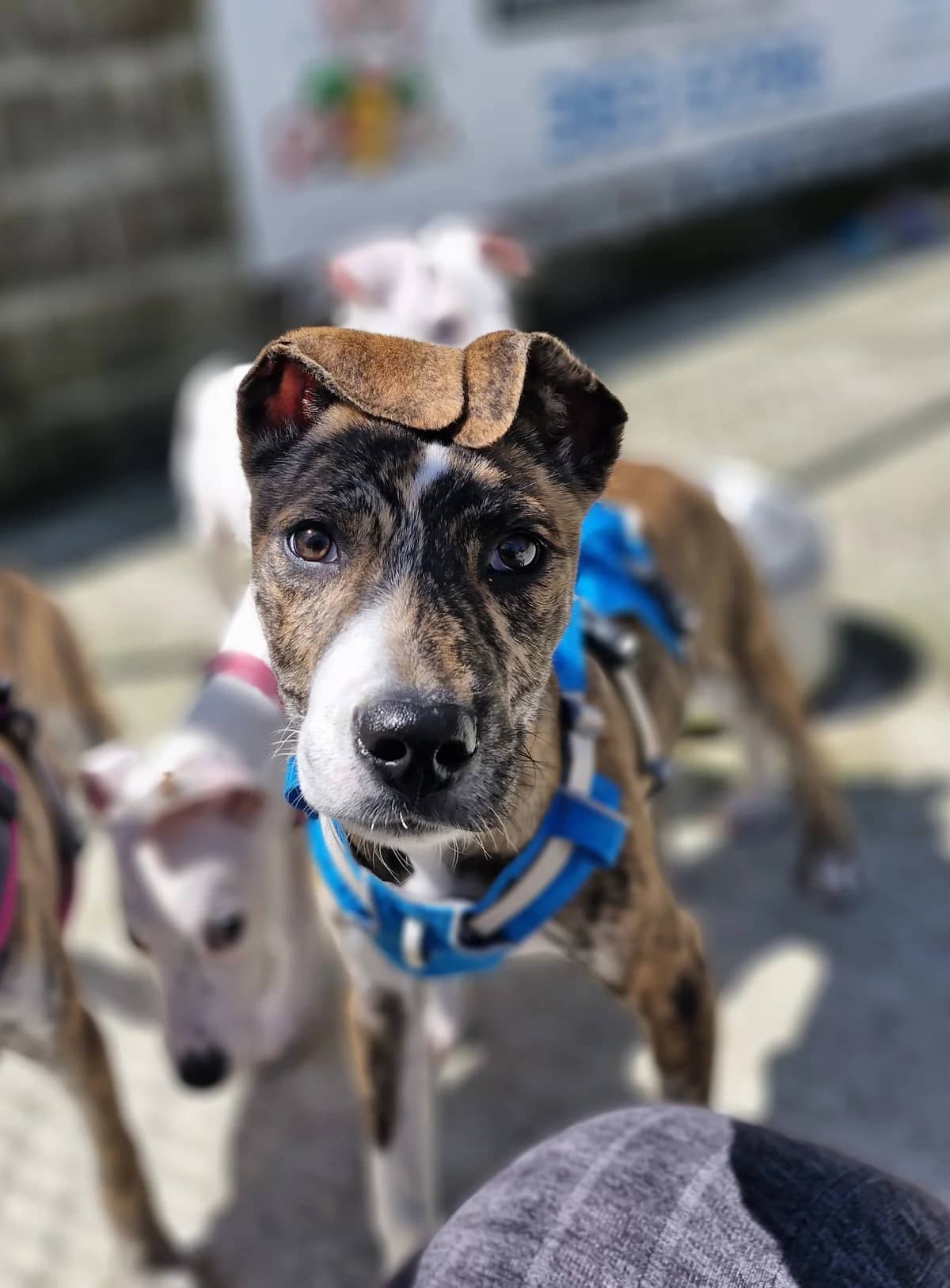 Duncan - Mixed Breed available for adoption at SPCA New Zealand in Wellington